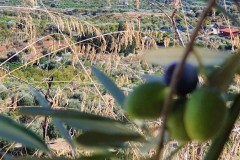 Panorama-1
