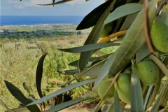 Panorama-Olive